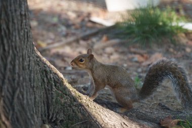 Leon Battista Alberti aracılığıyla vahşi bir sincap Milan, Lombardy, İtalya 'da
