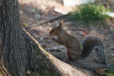Leon Battista Alberti aracılığıyla vahşi bir sincap Milan, Lombardy, İtalya 'da