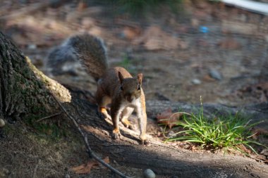 Leon Battista Alberti aracılığıyla vahşi bir sincap Milan, Lombardy, İtalya 'da