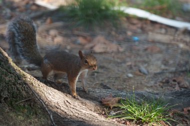 Leon Battista Alberti aracılığıyla vahşi bir sincap Milan, Lombardy, İtalya 'da