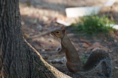Leon Battista Alberti aracılığıyla vahşi bir sincap Milan, Lombardy, İtalya 'da