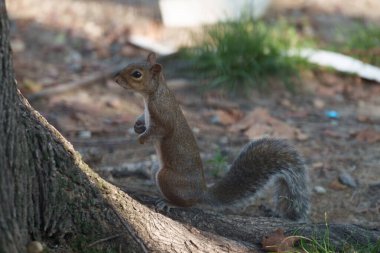 Leon Battista Alberti aracılığıyla vahşi bir sincap Milan, Lombardy, İtalya 'da