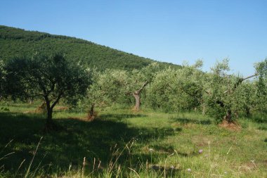 Yaz mevsiminde Isernia, Molise, İtalya yakınlarındaki zeytin ağaçları