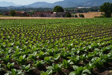 İtalya 'nın Benevento eyaletinin Sannio kentindeki kırsal alan.