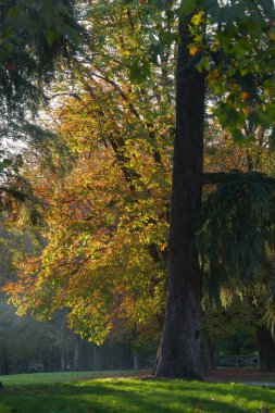 Parco Sempione, Milano, Lombardy, İtalya 'da halk parkı, Ekim ayında