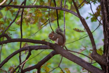 Leon Battista Alberti aracılığıyla vahşi bir sincap Milan, Lombardy, İtalya 'da