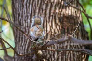 Leon Battista Alberti aracılığıyla vahşi bir sincap Milan, Lombardy, İtalya 'da