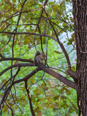 Leon Battista Alberti aracılığıyla vahşi bir sincap Milan, Lombardy, İtalya 'da