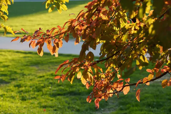 Şehir hayatı, Milano 'daki modern park, Lombardy, İtalya, sonbaharda
