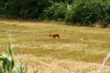 Yaz mevsiminde İtalya 'nın Abruzzo kentinde, Lanciano yakınlarında su arayan genç bir karides.