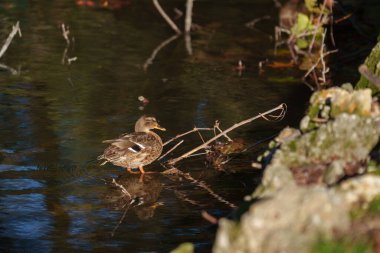 Autumn in the Montanelli park at Milan, Lombardy, Italy