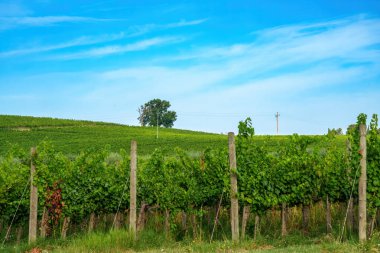 Foligno ve Montefalco yakınlarındaki kırsal alan, Perugia, Umbria, İtalya, yaz mevsiminde