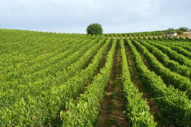 Foligno ve Montefalco yakınlarındaki kırsal alan, Perugia, Umbria, İtalya, yaz mevsiminde