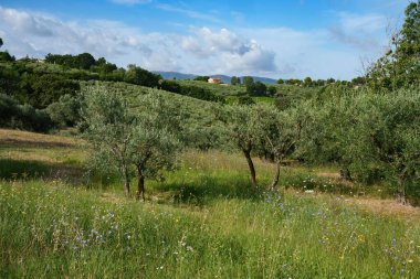 Foligno ve Montefalco yakınlarındaki kırsal alan, Perugia, Umbria, İtalya, yaz mevsiminde