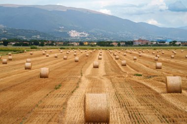 Yazın Perugia, Umbria, İtalya yakınlarındaki kırsal alan.