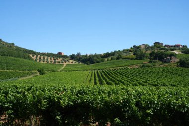 Yazın, Perugia 'nın Umbria eyaletindeki Magione yakınlarındaki kırsal alan.