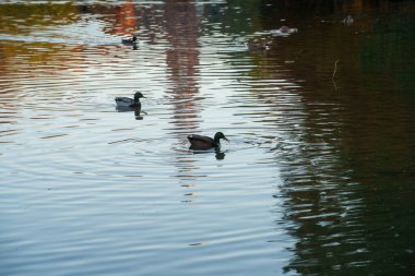 Parco Sempione, Milano, Lombardy, İtalya 'da halk parkı, Kasım ayında
