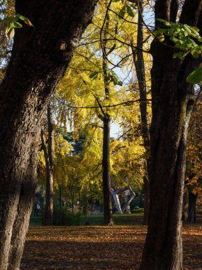 Kasım ayında İtalya 'nın Milano kentinde Parco Sempione olarak bilinen halk parkı.