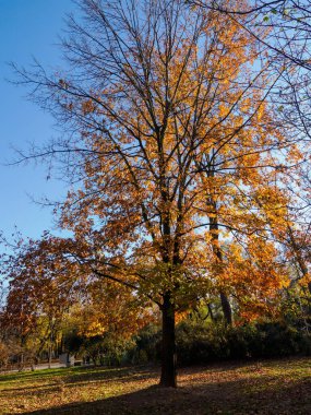 Kasım ayında İtalya 'nın Milano kentinde Parco Sempione olarak bilinen halk parkı.