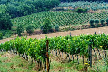 Yazın İtalya, Toskana, Floransa, Chianti 'nin kırsal manzarası