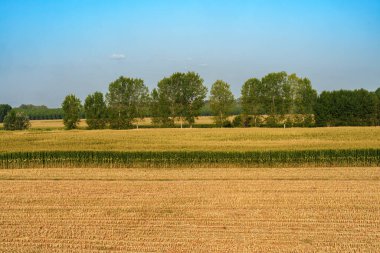 Lodi ilindeki kır manzarası, Lombardy, İtalya, yaz mevsiminde