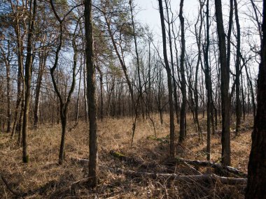 Boschi di Cesate, Groane, Milan, Lombardy, İtalya 'nın doğal parkında, kışın