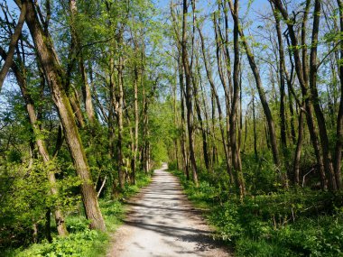 Boschi di Cesate, Groane, Milan, Lombardy, İtalya 'nın doğal parkında, baharda