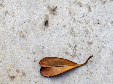 Picasso tarzında doğal elementlerle portre. Mermer üzerinde yaprak