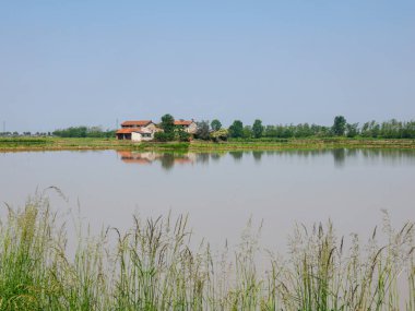 Piedmont, İtalya 'nın Novara eyaletindeki pirinç tarlaları ilkbaharda