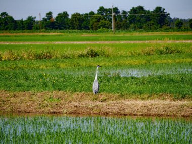 Yazın İtalya, Milan 'da Naviglio di Bereguardo boyunca kırsal alan. Pirinç tarlaları ve bir kuş