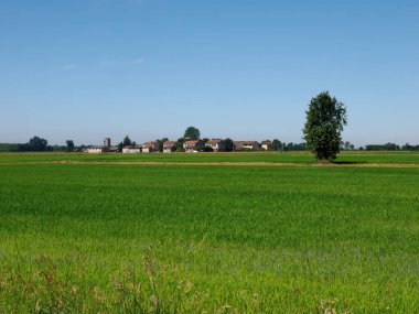 Yazın İtalya, Milan 'da Naviglio di Bereguardo boyunca kırsal alan. Pirinç alanları