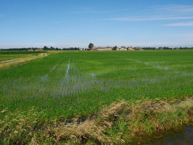 Yazın İtalya, Milan 'da Naviglio di Bereguardo boyunca kırsal alan. Pirinç alanları