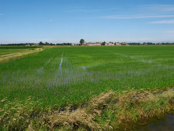 stock image Rural landscape along Naviglio di Bereguardo, Milan, Italy, at summer. Rice fields