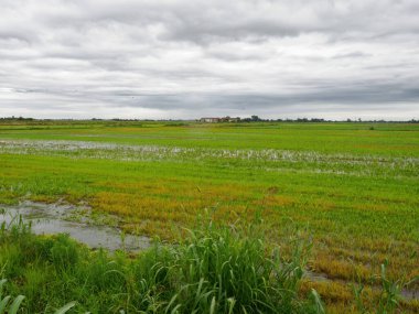 Yazın Cerano, Novara, Piedmont, İtalya yakınlarındaki kırsal alan. Pirinç alanları