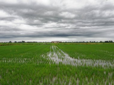 Yazın Cerano, Novara, Piedmont, İtalya yakınlarındaki kırsal alan. Pirinç alanları