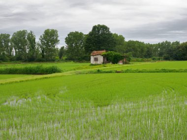 Yazın Cerano, Novara, Piedmont, İtalya yakınlarındaki kırsal alan. Pirinç alanları