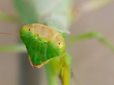 Yeşil peygamber devesine yaklaş.