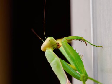 Yeşil peygamber devesine yaklaş.