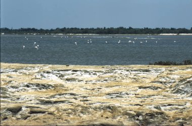 Haziran 'da Camargue, Provence, Fransa' da manzara