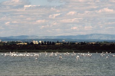 Montpellier göletleri, Fransa, Occitanie 'de yaz manzarası, Haziran' da.