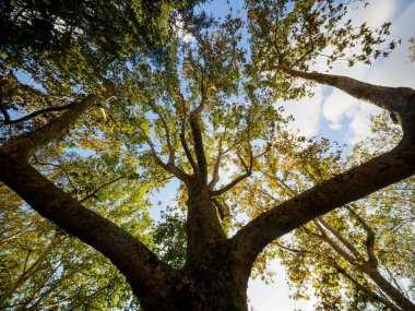 Ekim ayında gövde boyunca ağaçlar Sempione, Milan, Lombardy, İtalya
