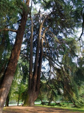 Parco Sempione, Milano, Lombardy, İtalya 'da sonbaharda halk parkı