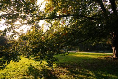 Parco Sempione, Milano, Lombardy, İtalya 'da sonbaharda halk parkı