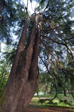 Parco Sempione, Milano, Lombardy, İtalya 'da sonbaharda halk parkı