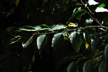 Ekim ayında Milano, Lombardy, İtalya 'da böğürtlen yaprakları