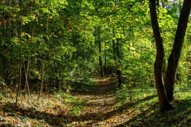 Monza parkındaki ağaçlar, Brianza, Lombardy, İtalya, Ekim 'de