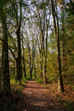 Monza Parkı 'nın yolu, Brianza, Lombardy, İtalya, Kasım ayında