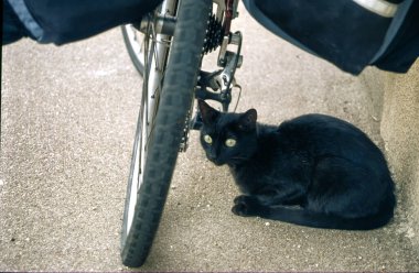 Black cat and bicycle at Mars-la-Tour, Meurthe-Moselle, Grand Est, France clipart