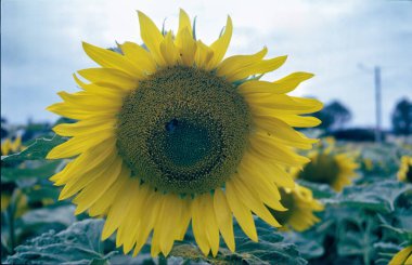 Troyes yakınlarındaki ayçiçeği tarlası, Aube, Grand Est bölgesi, Fransa, yazın.