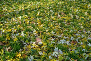 Sonbaharda Corso Sempione, Milan, Lombardy, İtalya 'dan ayrılıyor.